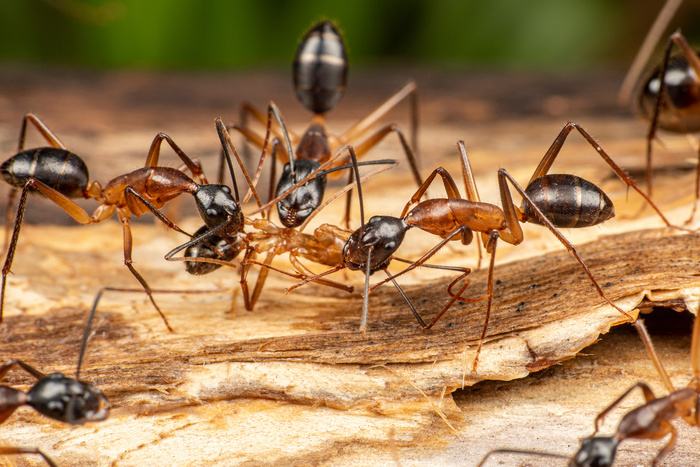 Carpenter ants on wood, a destructive pest treated by Ringdahl Pest Control