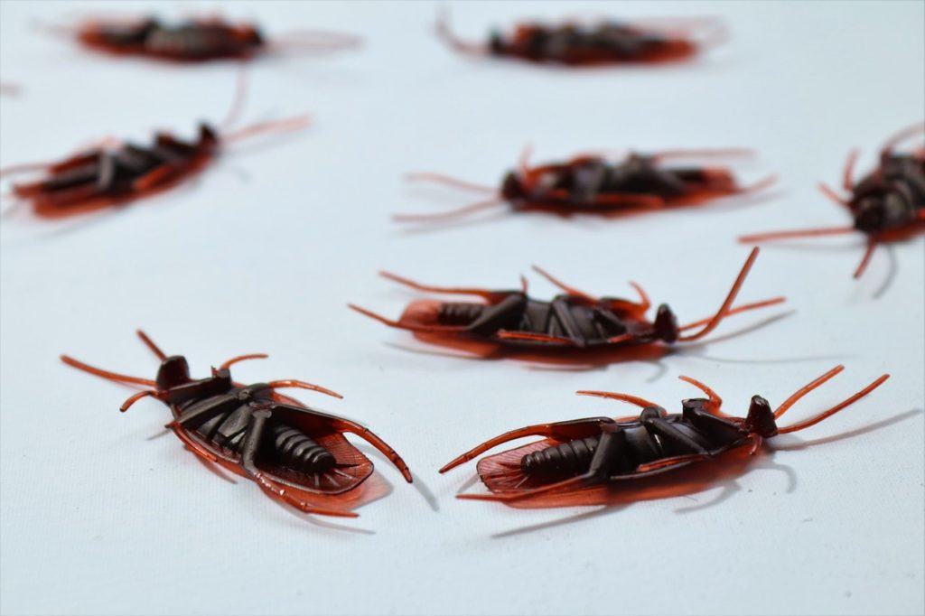 Close-up of a cockroach, the pest Ringdahl's cockroach control service eliminates