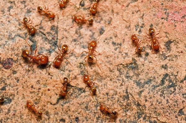 Fire ants in a garden, treated by Ringdahl's fire ant control service