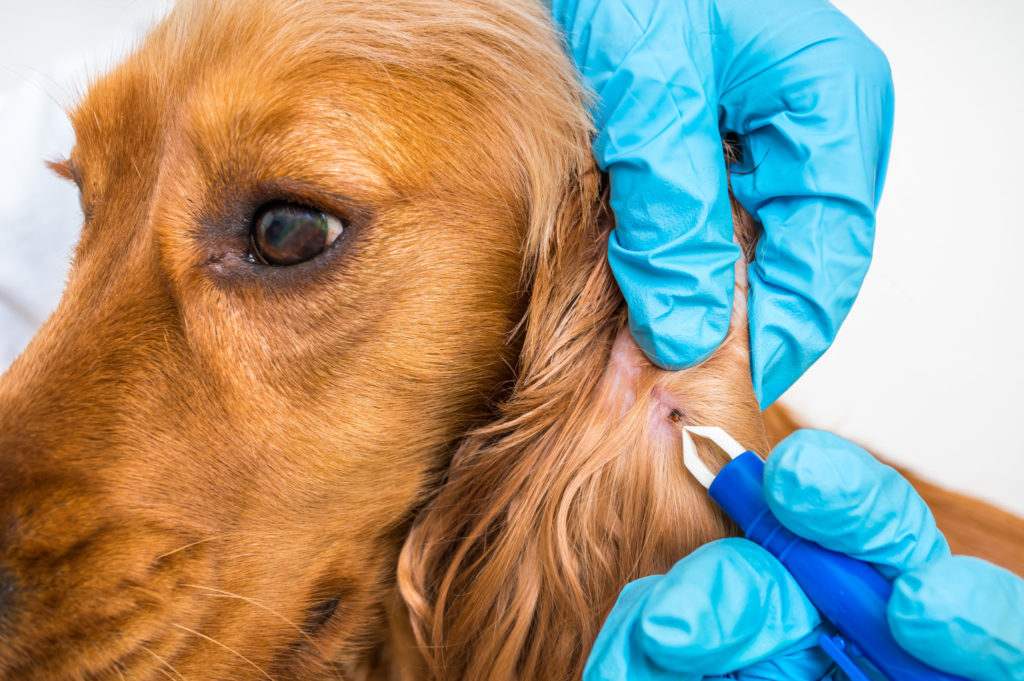Family home protected by flea and tick control service