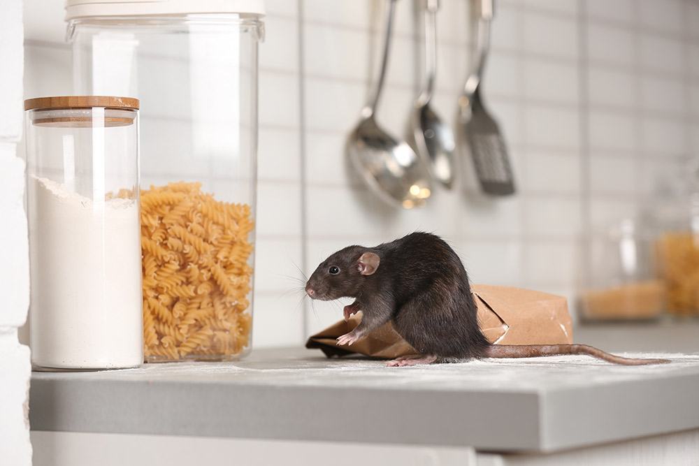 Rodent control service for homes and businesses in South Florida